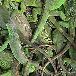 Meet your Posher, Ginger